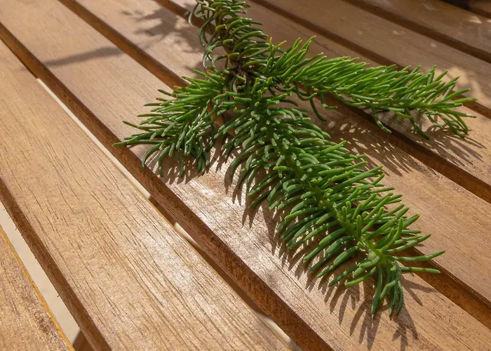 Fiechtehüsli Apartment *